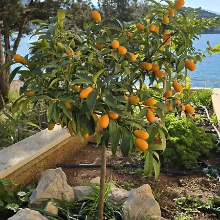 Villa Ruzmarin Lovište